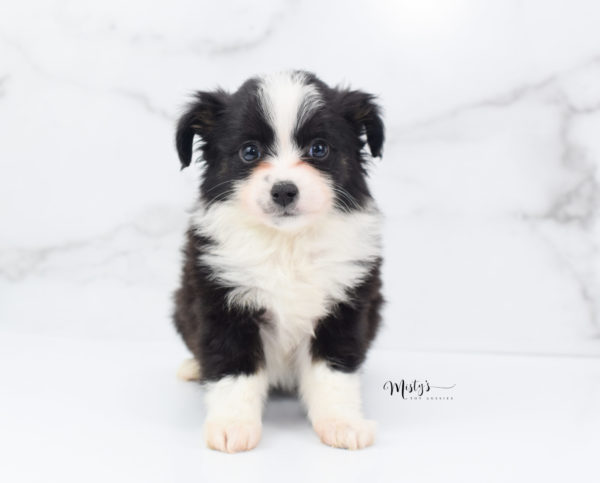 Mini / Toy Australian Shepherd Puppy Potsy