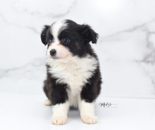 Mini / Toy Australian Shepherd Puppy Potsy