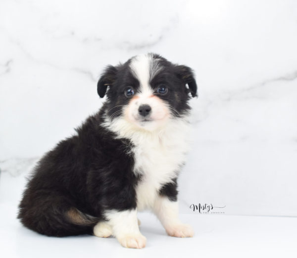 Mini / Toy Australian Shepherd Puppy Potsy