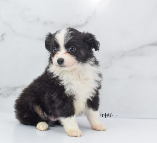 Mini / Toy Australian Shepherd Puppy Potsy