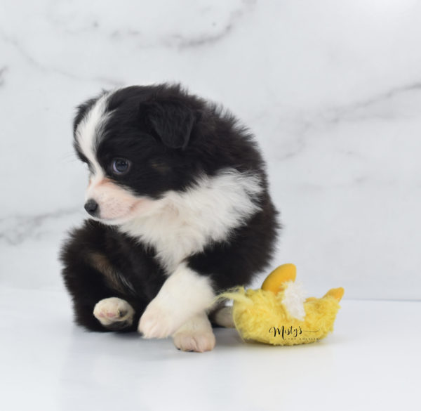 Mini / Toy Australian Shepherd Puppy Potsy