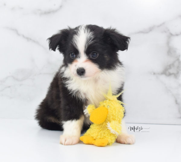 Mini / Toy Australian Shepherd Puppy Potsy