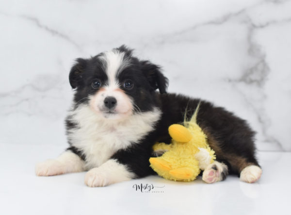 Mini / Toy Australian Shepherd Puppy Potsy