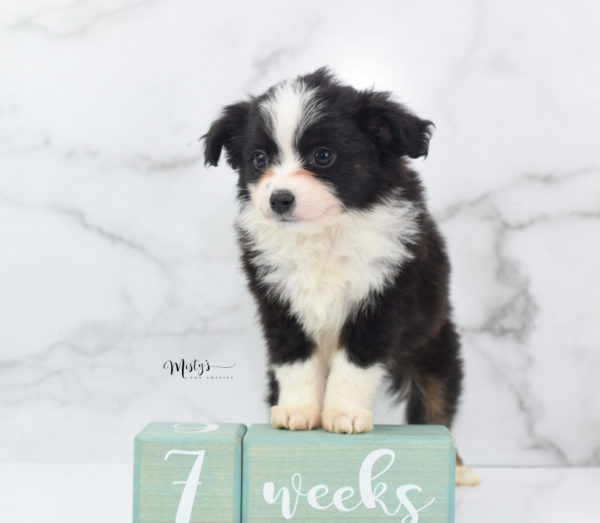 Mini / Toy Australian Shepherd Puppy Potsy