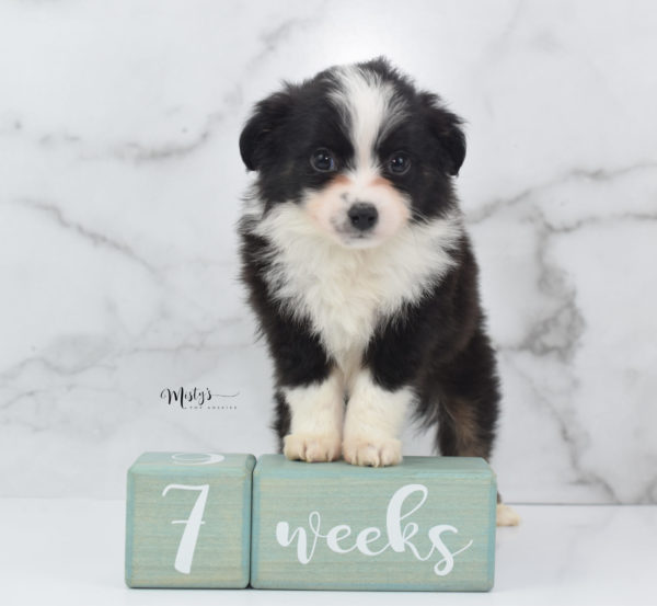 Mini / Toy Australian Shepherd Puppy Potsy