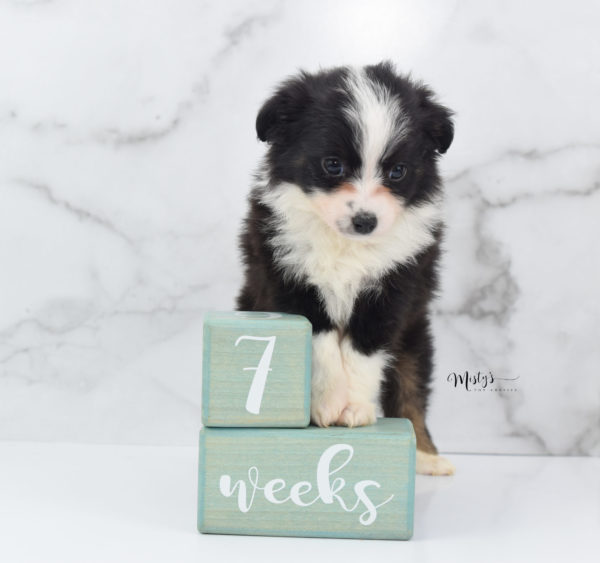 Mini / Toy Australian Shepherd Puppy Potsy