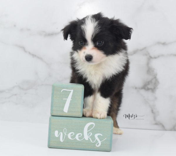 Mini / Toy Australian Shepherd Puppy Potsy