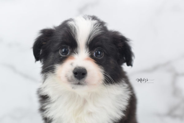 Mini / Toy Australian Shepherd Puppy Potsy