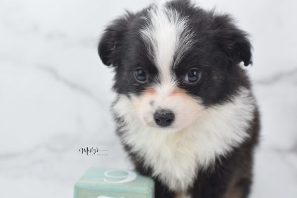 Mini / Toy Australian Shepherd Puppy Potsy