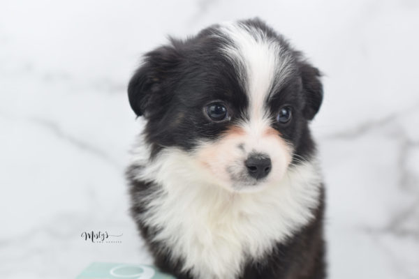 Mini / Toy Australian Shepherd Puppy Potsy