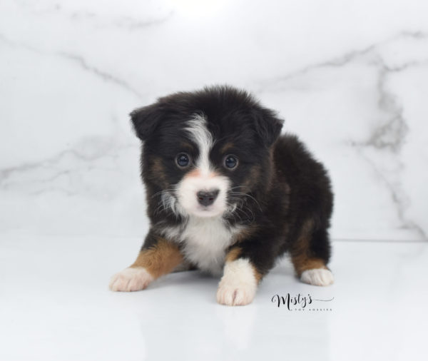 Mini / Toy Australian Shepherd Puppy Bandi