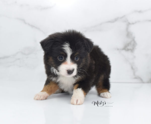 Mini / Toy Australian Shepherd Puppy Bandi