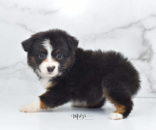 Mini / Toy Australian Shepherd Puppy Bandi