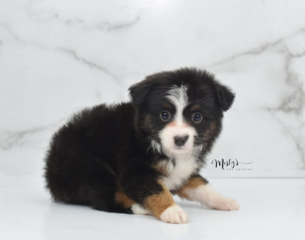 Mini / Toy Australian Shepherd Puppy Bandi