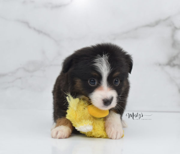 Mini / Toy Australian Shepherd Puppy Bandi