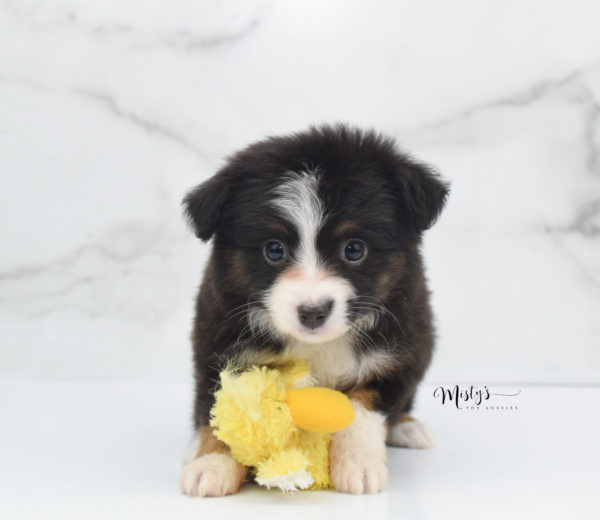 Mini / Toy Australian Shepherd Puppy Bandi