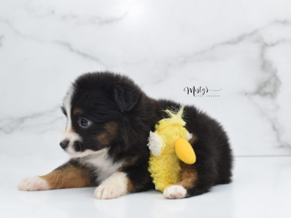 Mini / Toy Australian Shepherd Puppy Bandi