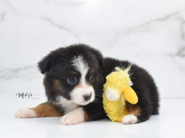Mini / Toy Australian Shepherd Puppy Bandi