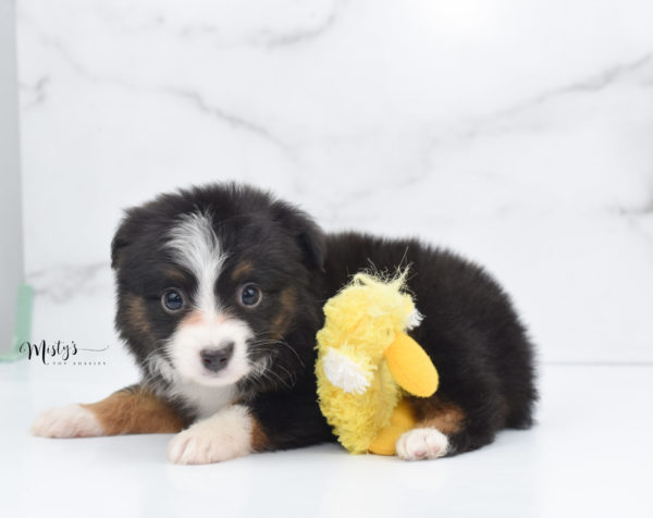 Mini / Toy Australian Shepherd Puppy Bandi