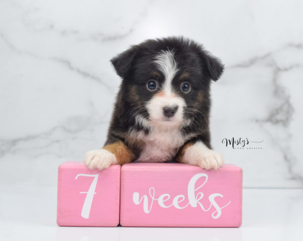 Mini / Toy Australian Shepherd Puppy Bandi