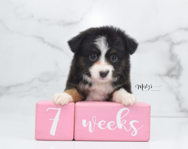 Mini / Toy Australian Shepherd Puppy Bandi