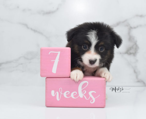 Mini / Toy Australian Shepherd Puppy Bandi