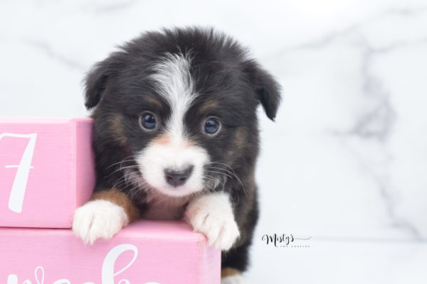 Mini / Toy Australian Shepherd Puppy Bandi