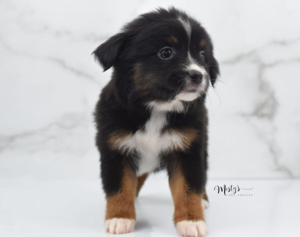 Mini / Toy Australian Shepherd Puppy Cherish