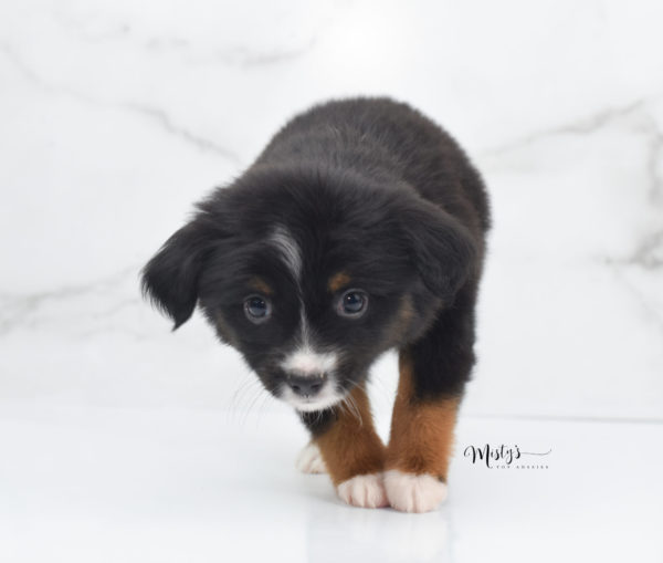 Mini / Toy Australian Shepherd Puppy Cherish