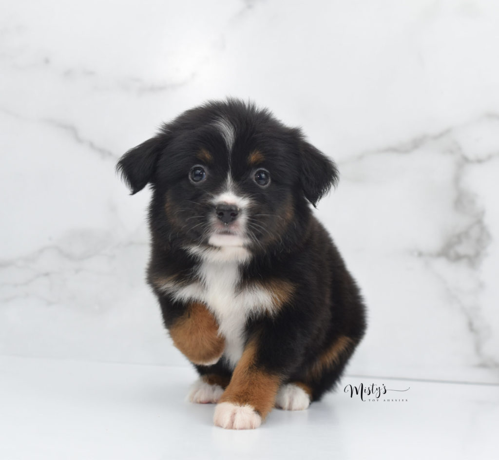 Mini / Toy Australian Shepherd Puppy Cherish