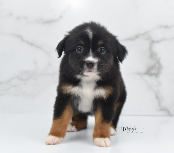 Mini / Toy Australian Shepherd Puppy Cherish