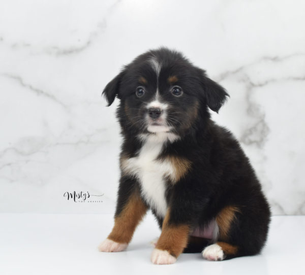 Mini / Toy Australian Shepherd Puppy Cherish