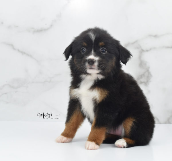 Mini / Toy Australian Shepherd Puppy Cherish