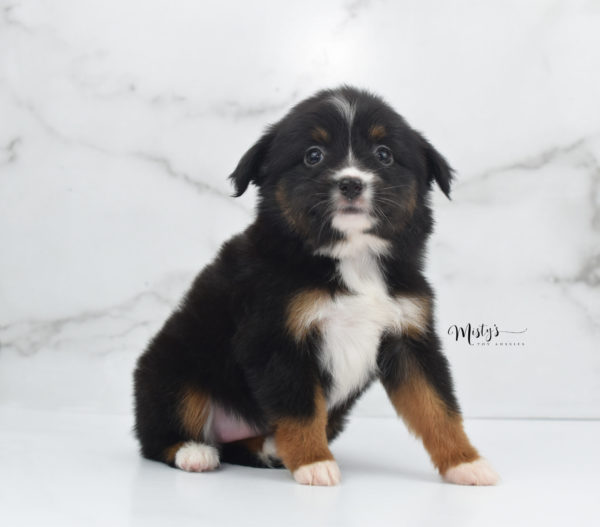 Mini / Toy Australian Shepherd Puppy Cherish