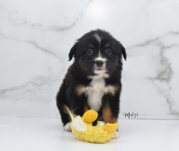 Mini / Toy Australian Shepherd Puppy Cherish