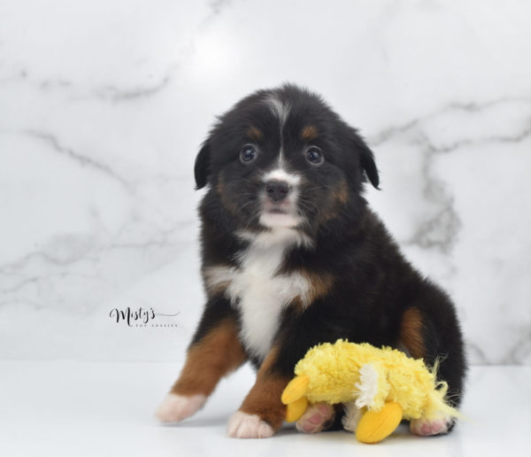 Mini / Toy Australian Shepherd Puppy Cherish