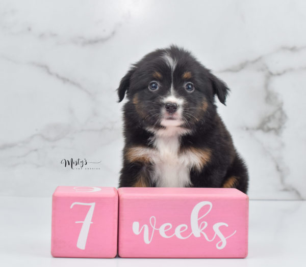 Mini / Toy Australian Shepherd Puppy Cherish