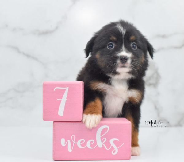 Mini / Toy Australian Shepherd Puppy Cherish