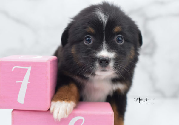 Mini / Toy Australian Shepherd Puppy Cherish