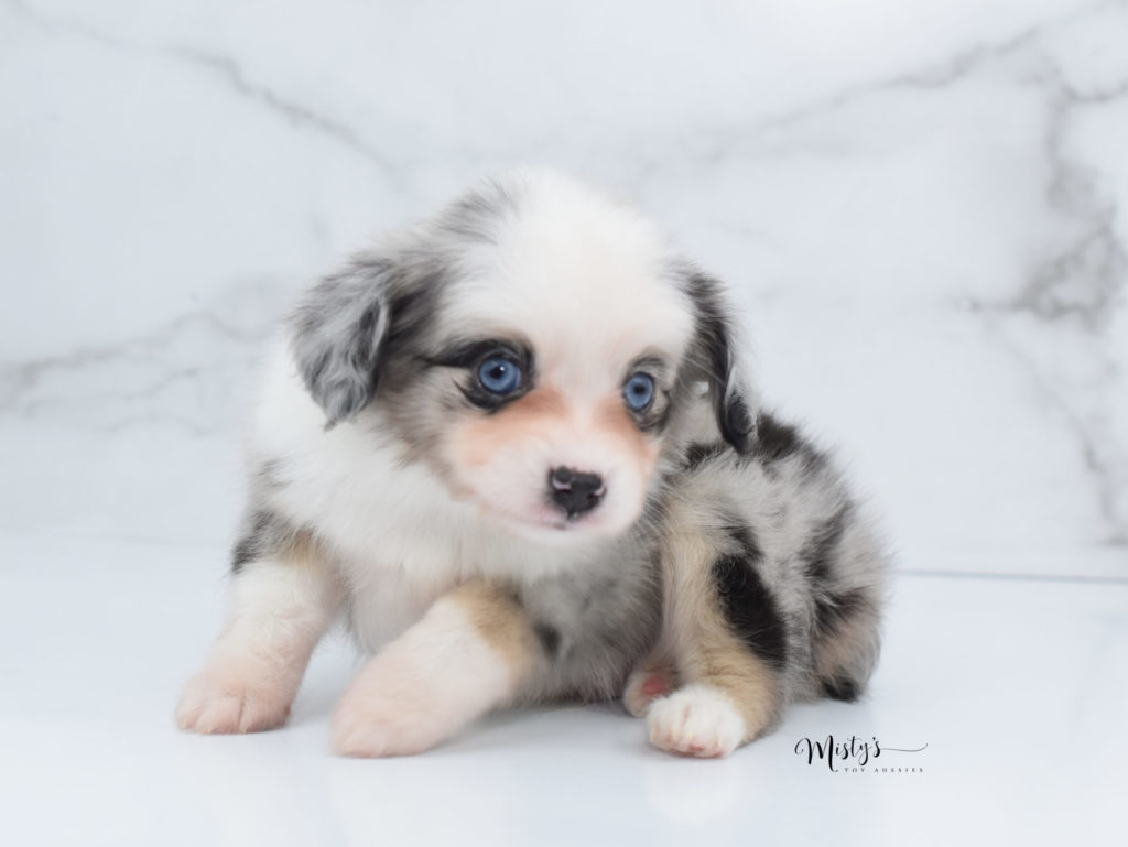 Mini / Toy Australian Shepherd Puppy Chet