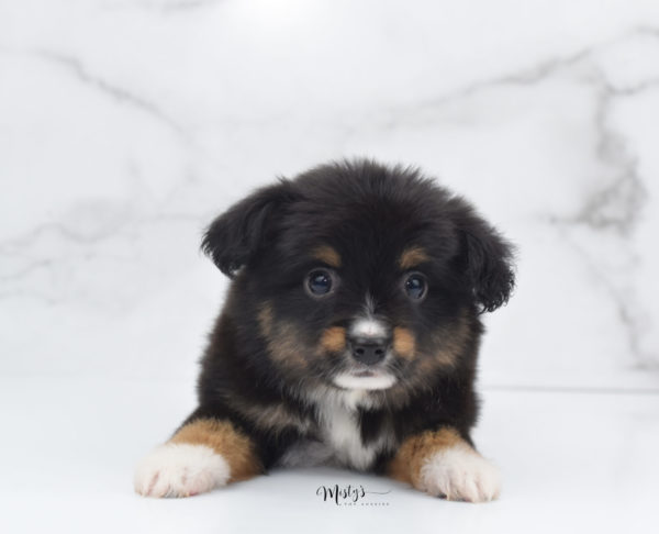 Mini / Toy Australian Shepherd Puppy Chug