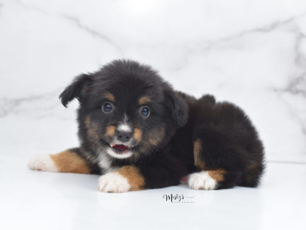Mini / Toy Australian Shepherd Puppy Chug
