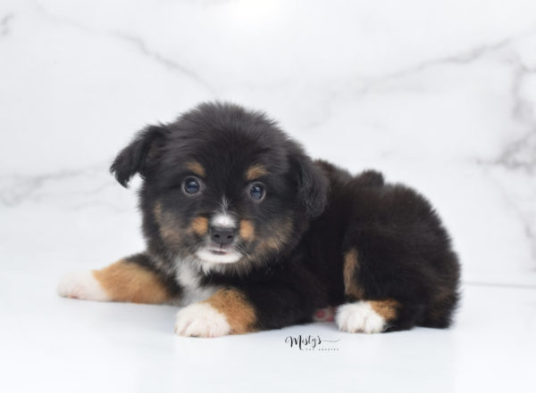 Mini / Toy Australian Shepherd Puppy Chug