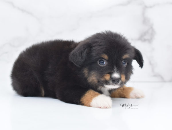 Mini / Toy Australian Shepherd Puppy Chug