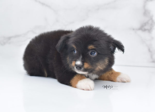 Mini / Toy Australian Shepherd Puppy Chug