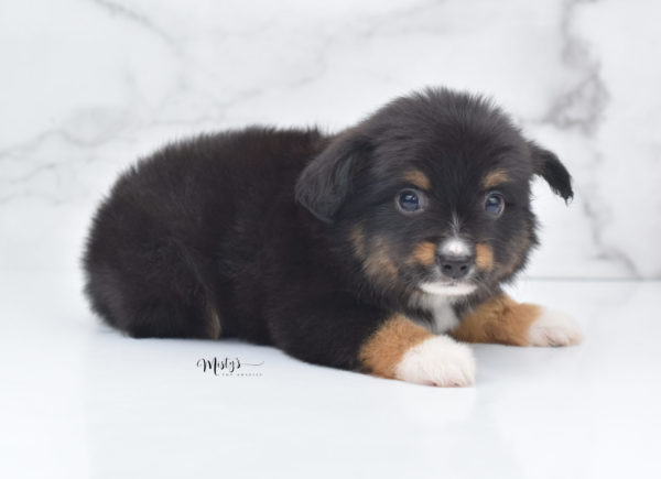 Mini / Toy Australian Shepherd Puppy Chug