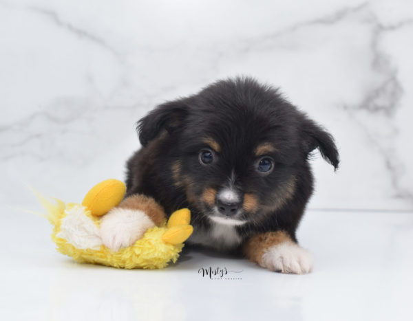 Mini / Toy Australian Shepherd Puppy Chug