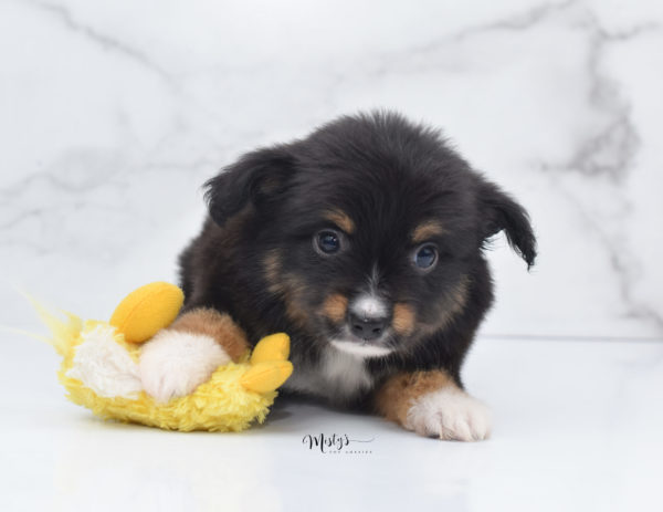 Mini / Toy Australian Shepherd Puppy Chug