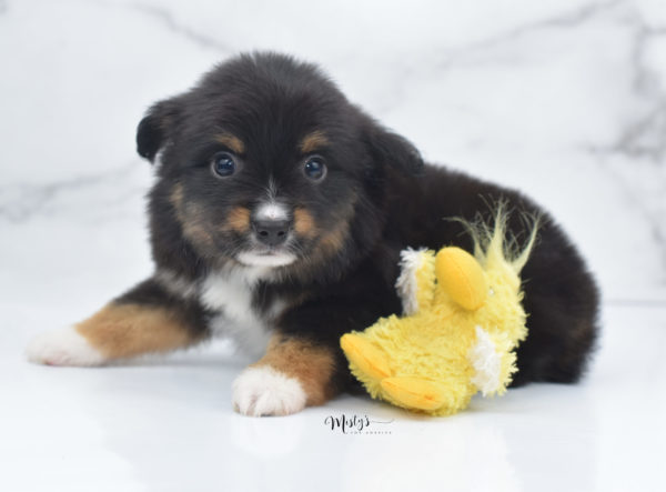 Mini / Toy Australian Shepherd Puppy Chug