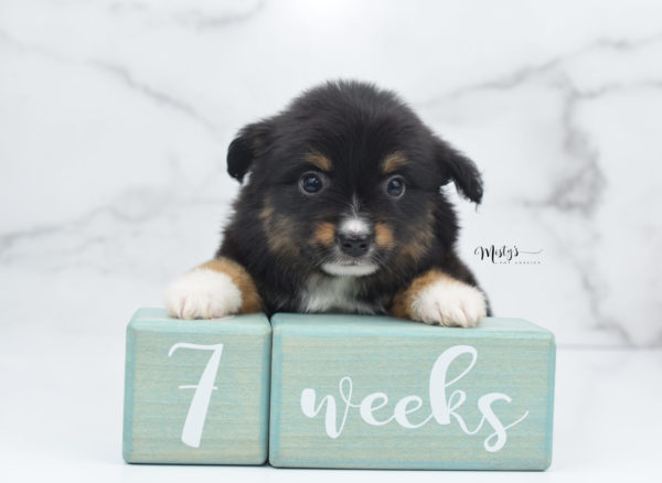 Mini / Toy Australian Shepherd Puppy Chug